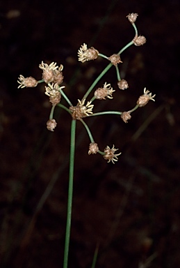 APII jpeg image of Fimbristylis rara  © contact APII