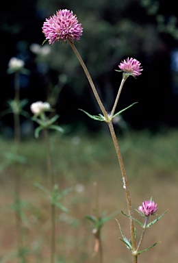 APII jpeg image of Gomphrena flaccida  © contact APII