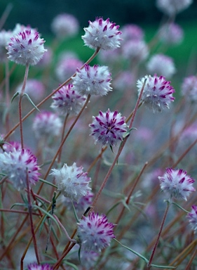 APII jpeg image of Gomphrena kanisii  © contact APII