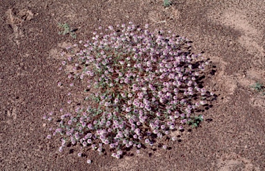 APII jpeg image of Gomphrena leptoclada subsp. leptoclada  © contact APII