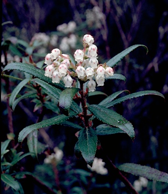 APII jpeg image of Gaultheria hispida  © contact APII