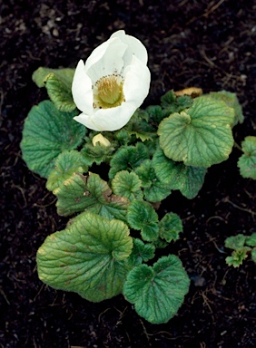 APII jpeg image of Geum talbotianum  © contact APII