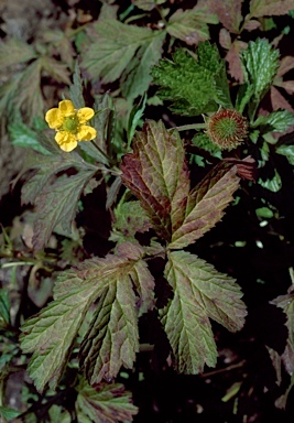 APII jpeg image of Geum urbanum var. strictum  © contact APII