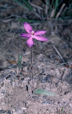 APII jpeg image of Glossodia minor  © contact APII