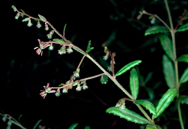 APII jpeg image of Gonocarpus longifolius  © contact APII