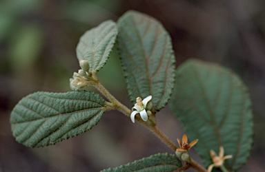 APII jpeg image of Grewia retusifolia  © contact APII