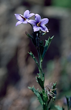 APII jpeg image of Halgania anagalloides var. Southern (A.E.Orchard 1609) WA  © contact APII