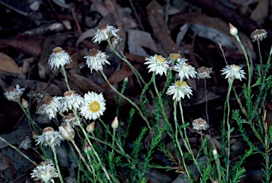 APII jpeg image of Helichrysum calvertianum  © contact APII