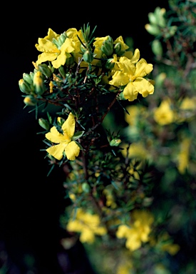 APII jpeg image of Hibbertia exutiacies  © contact APII