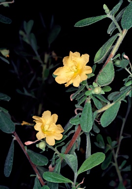 APII jpeg image of Hibbertia  © contact APII