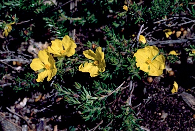 APII jpeg image of Hibbertia paeninsularis  © contact APII