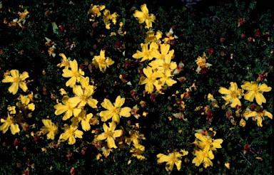 APII jpeg image of Hibbertia vestita  © contact APII