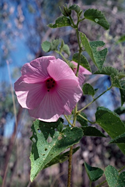 APII jpeg image of Hibiscus menzeliae  © contact APII