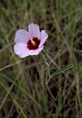 APII jpeg image of Hibiscus leptocladus  © contact APII