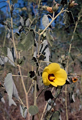 APII jpeg image of Hibiscus austrinus var. austrinus  © contact APII