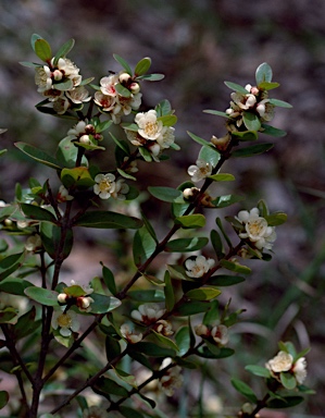 APII jpeg image of Hypocalymma myrtifolium  © contact APII