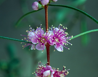 APII jpeg image of Hypocalymma angustifolium subsp. angustifolium  © contact APII