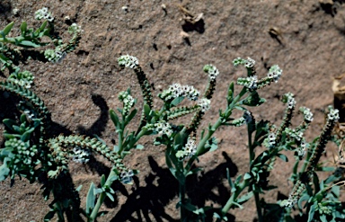 APII jpeg image of Heliotropium curassavicum  © contact APII