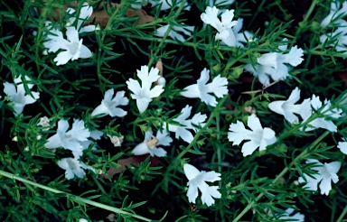 APII jpeg image of Hemiandra pungens  © contact APII