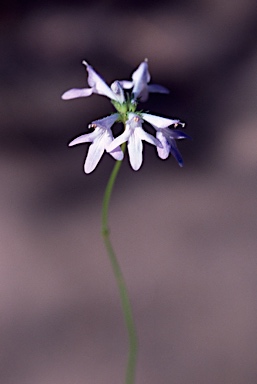 APII jpeg image of Lindernia dunlopii  © contact APII