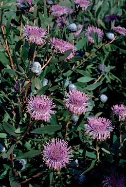 APII jpeg image of Isopogon cuneatus  © contact APII