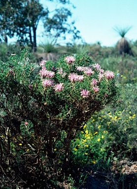 APII jpeg image of Isopogon dubius  © contact APII