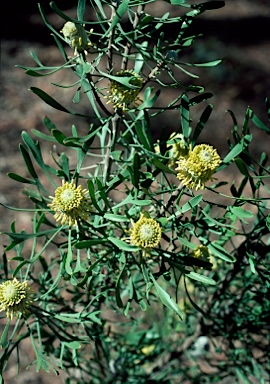 APII jpeg image of Isopogon trilobus  © contact APII