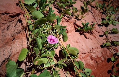 APII jpeg image of Ipomoea pes-caprae subsp. brasiliensis  © contact APII