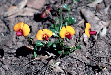 APII jpeg image of Isotropis cuneifolia subsp. cuneifolia  © contact APII