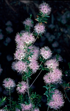 APII jpeg image of Kunzea ambigua x capitata  © contact APII