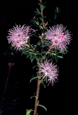 APII jpeg image of Kunzea ambigua x capitata  © contact APII