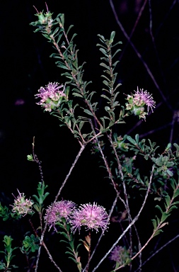 APII jpeg image of Kunzea capitata  © contact APII