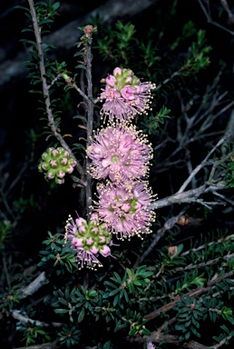 APII jpeg image of Kunzea glabrescens x recurva  © contact APII