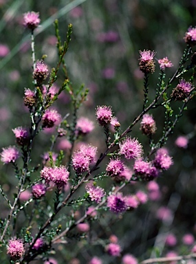 APII jpeg image of Kunzea micrantha subsp. oligandra  © contact APII