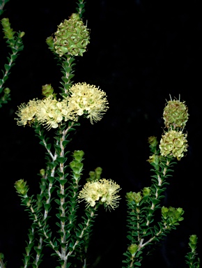 APII jpeg image of Kunzea recurva  © contact APII