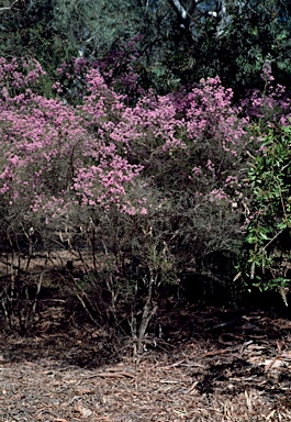 APII jpeg image of Kunzea obovata  © contact APII