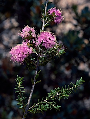 APII jpeg image of Kunzea praestans  © contact APII