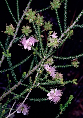 APII jpeg image of Kunzea rostrata  © contact APII