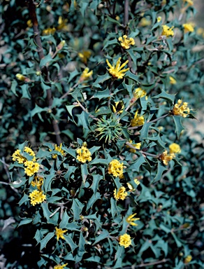 APII jpeg image of Lambertia ilicifolia  © contact APII