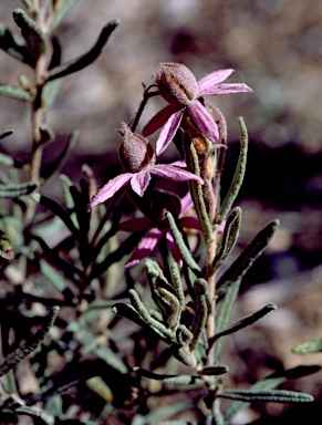 APII jpeg image of Lysiosepalum involucratum  © contact APII