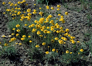 APII jpeg image of Leucochrysum albicans var. albicans  © contact APII