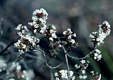 APII jpeg image of Leucopogon attenuatus  © contact APII