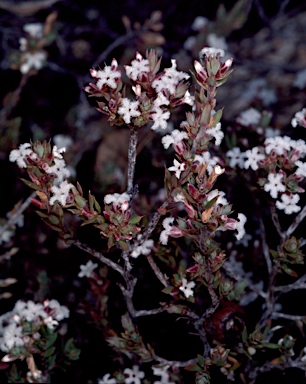 APII jpeg image of Leucopogon attenuatus  © contact APII