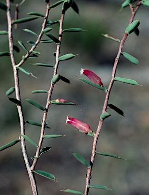 APII jpeg image of Leucopogon biflorus  © contact APII