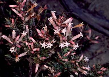 APII jpeg image of Leucopogon neo-anglicus  © contact APII