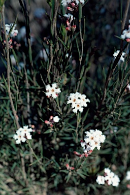 APII jpeg image of Leucopogon virgatus  © contact APII