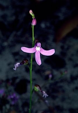 APII jpeg image of Lobelia dentata  © contact APII