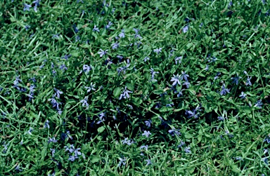 APII jpeg image of Lobelia membranacea  © contact APII