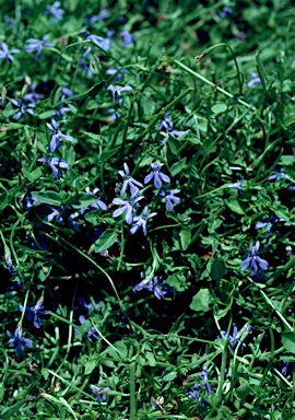 APII jpeg image of Lobelia membranacea  © contact APII