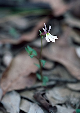 APII jpeg image of Lobelia purpurascens  © contact APII